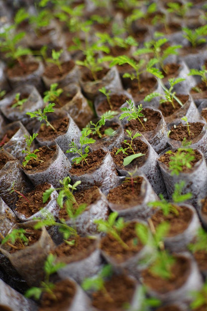 🌱 Plant a Tree Initiative – Support a Greener Future