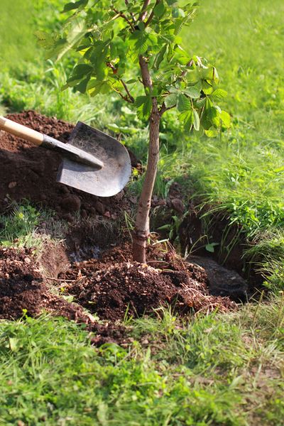 🌱 Plant a Tree Initiative – Support a Greener Future