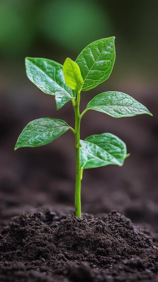 🌱 Plant a Tree Initiative – Support a Greener Future