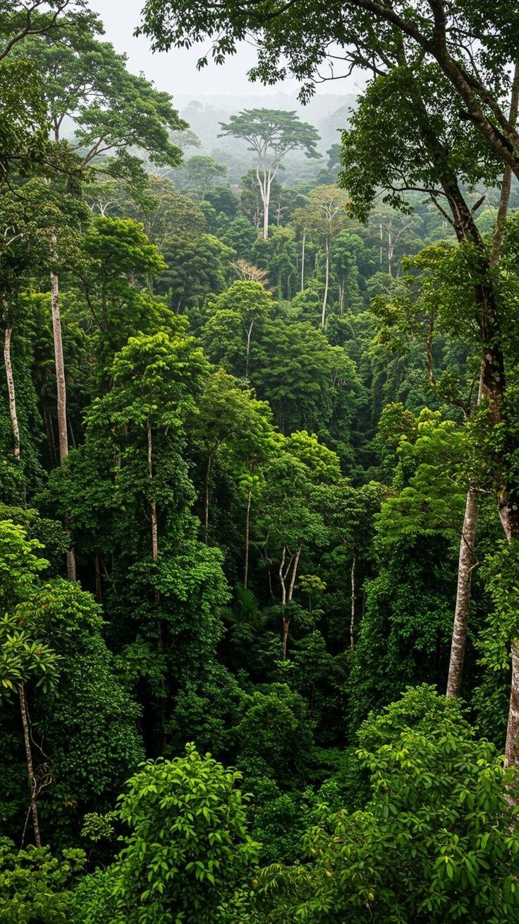 🌱 Plant a Tree Initiative – Support a Greener Future